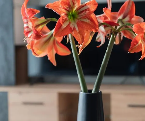 Apartment Dejaview Cozy By 8essentially *